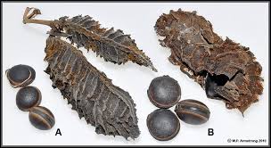 Image result for Mucuna stans