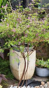 Image result for Indigofera subargentea