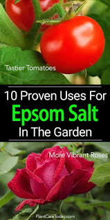 Epsom Salts In The Garden Transplant Fertilizer Good For Plants Organic Gardening Tips Organic Vegetable Garden Organic Vegetables