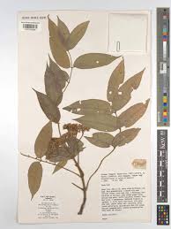 Image result for Tetradium glabrifolium