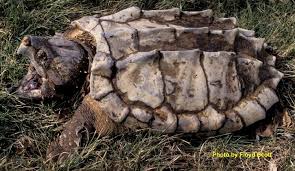 We did not find results for: Alligator Snapping Turtle State Of Tennessee Wildlife Resources Agency
