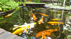 How many koi can you have in a pond? 4 Things To Consider Before Building A Koi Pond Total Mortgage Blog