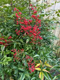 Image result for Nandina