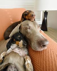 Oh My Goodness The Big One Is Snuggling The Little One With His Arm Like It S His Own Little Toy Puppy Sleeping Dogs Puppies Funny Animals