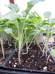 Check spelling or type a new query. Broccoli Seed Starting Tips Harvest To Table