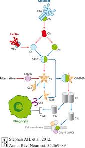 Image result for Complement Pathway