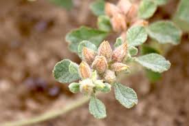 Image result for Glinus lotoides