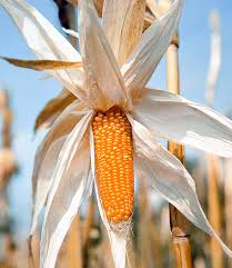 Image result for Zea mays
