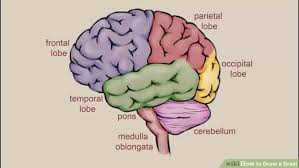 Aid466131 V4 728px Draw A Brain Step 8 Preview Version 2 Jpg 728 410 Brain Drawing Brain Anatomy Brain Models