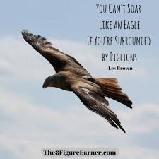 You Can T Soar Like An Eagle If You Re Surrounded By Pigeons Who Do You Hang Out With Cross River Bald Eagle Eagle
