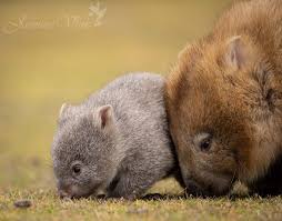 Image result for Common wombat