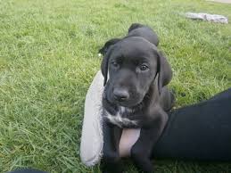 These are what is often known as the 'versatile gundogs' and have now for the most part taken over from our old breed, the true pointers, as popular hunting companions. German Shorthaired Lab Posts Facebook