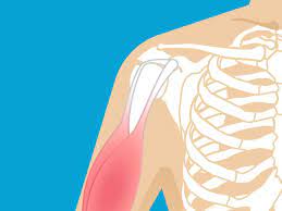 Ligament Vs Tendon What S The Difference Ligaments And Tendons Cells Activity Eccentric Exercise