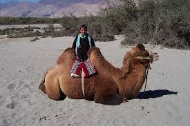 In this article, we will discuss a very interesting animal seen in the nubra valley of ladakh. Double Hump Camel With A Local Picture Of Leh Leh District Tripadvisor