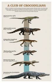 Tumblr Artist Paleoart Creates Beautiful Animal Evolution Series 22 Species In 2020 Prehistoric Animals Dinosaurs Prehistoric Animals Ancient Animals