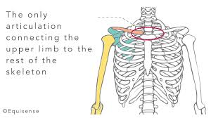 Muscles that stabilize and position the pectoral girdle, muscles that move the arm, . Here Is How To Muscle Your Horse S Chest Equisense Blog