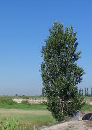 Populus section aigeiros is a section of three species in the genus populus, the poplars. Populus Alba Wikiwand