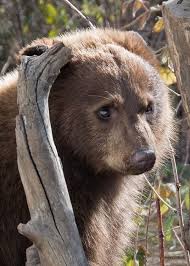 Reddit Bears One Of The Prettiest Bears I Ve Ever Seen Bear Brown Bear Bear Cubs