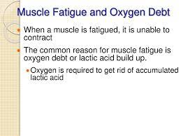 Ppt Muscular System Powerpoint Presentation Free Download Id 2189080