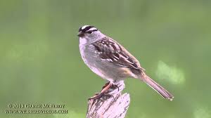 They have a pink bill. White Crowned Sparrow In Maine Ii Youtube