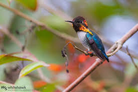 Hummingbirds are the world's smallest migrating birds. Most Amazing Birds Bird World Records Whitehawk Birding Blog
