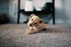 Check out our hard wearing carpet selection for the very best in unique or custom, handmade pieces from our shops. Choosing The Best Hard Wearing Carpet Harts Carpets