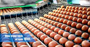 Trứng gà và cuộc đua gia tăng hàm lượng dinh dưỡng