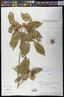 Image result for Grewia glandulosa