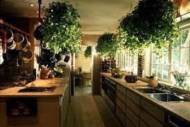 Helpful people (qian):sometimes it's hard to ask for help. 10 Clever Ideas If I Were Marketing Kellogg S Oats Feng Shui Plants Feng Shui Feng Shui Kitchen