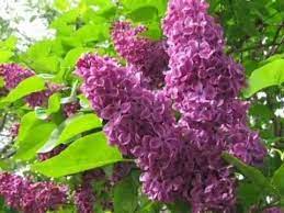 Basta шар feat смоки мо баста. Flori De Liliac Anastasia Lazariuc Wmv Youtube