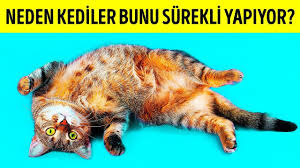 Kediler Neden Sizi Gordukleri Zaman Sirt Ustu Yatarlar Youtube Kedi Hayvanlar Komik Kediler
