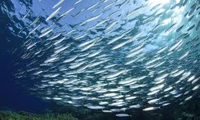 Fishing wallpaper iphone fishing wallpaper android fishing wallpaper kids. Illegal Unreported And Unregulated Fishing Causes And Effects