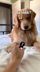 Doggo Hates Snap Snap With Sound Video Funny Animal Jokes Cute Funny Dogs Funny Dog Memes