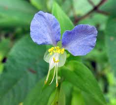 Image result for Commelina petersii