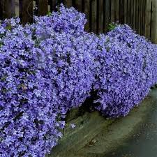 Campanula Poscharskyana P7 3 Plants Plants Bulb Flowers Trailing Plants