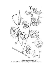 Image result for Gouania tiliifolia