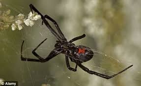 Black widows are one of the most. Man Dies Two Weeks After Being Bitten 19 Times By Black Widow Spider Daily Mail Online