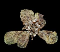 Image result for Lactuca ugandensis