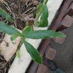 Image result for Coleotrype natalensis