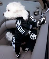 adidas dog kopek malzemeleri kopek aksesuarlari sevimli kopekler