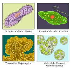 We did not find results for: Protist Classification Advanced Ck 12 Foundation