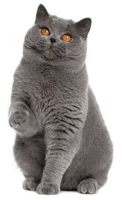 pin ot polzovatelya christiane v na doske milou nora britanskaya korotkosherstnaya milye kotiki smeshnye kotyata