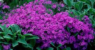 Creeping Phlox Creeping Phlox Ground Cover Plants Flowers Perennials