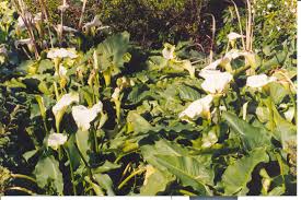 Image result for Zantedeschia aethiopica