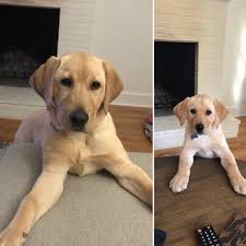 Girls will grow at a faster pace between ages 10 and 14 and most girls will stop growing by age 15. Dang Lucy Would You Stop Growing So Fast Labrador