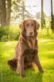 Image result for flat coated retrívr