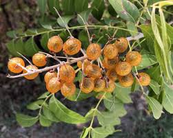 Image result for Sapindus saponaria