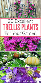 20 Excellent Trellis Plants For Your Garden Trellis Plants Climbing Flowering Vines Flower Trellis