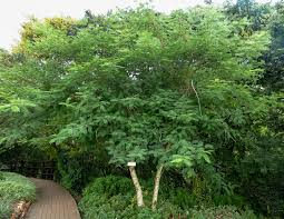 Image result for Tricalysia acocantheroides