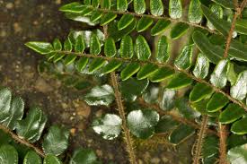 Image result for Mohria lepigera